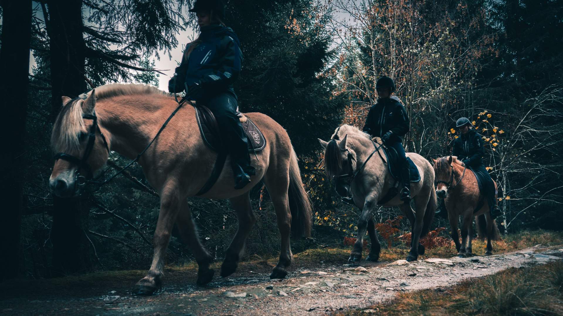 Norsk Fjordhestsenter