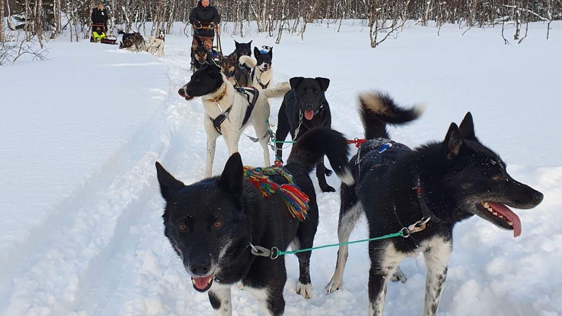 Hundekjøring med Husky Isogaisa