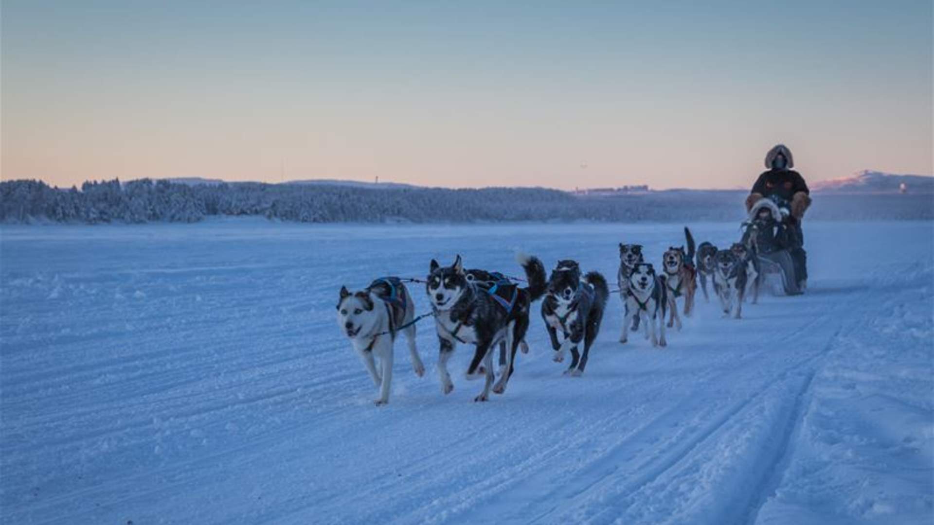 Hundekjøring med nordlysseremoni