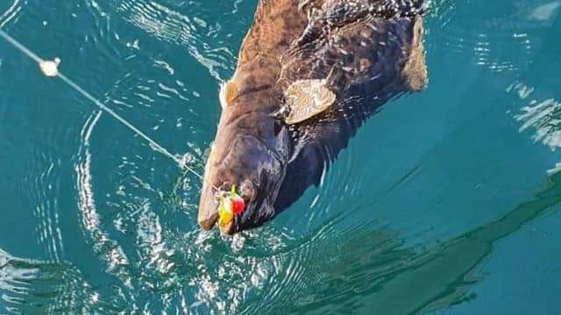 Boat rental in southern Senja