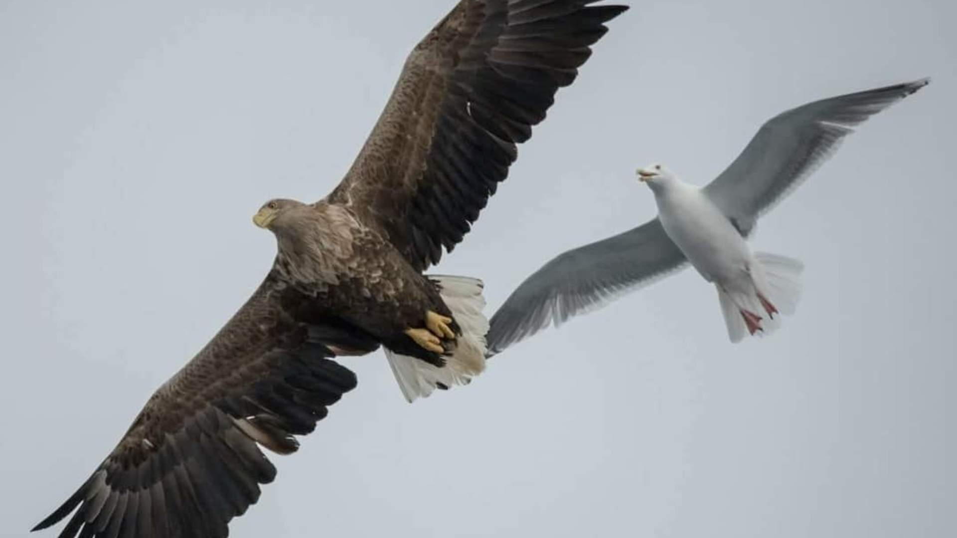 Privat Fjordcruise med katamaran i Tromsø – 3 timer