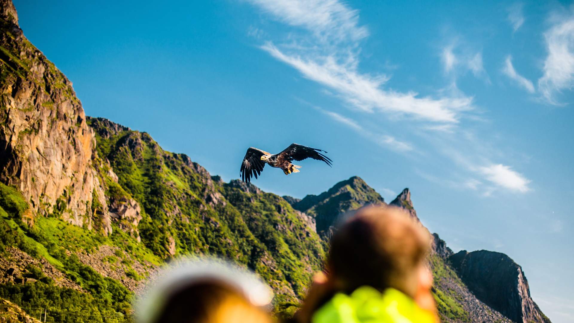 Sea Eagle Safari to Trollfjorden