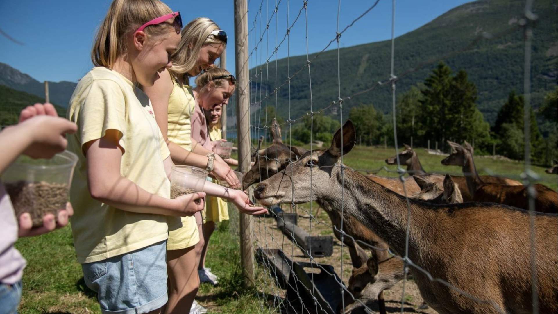 Hjortegarden - Deer farm | Fjord Guiding