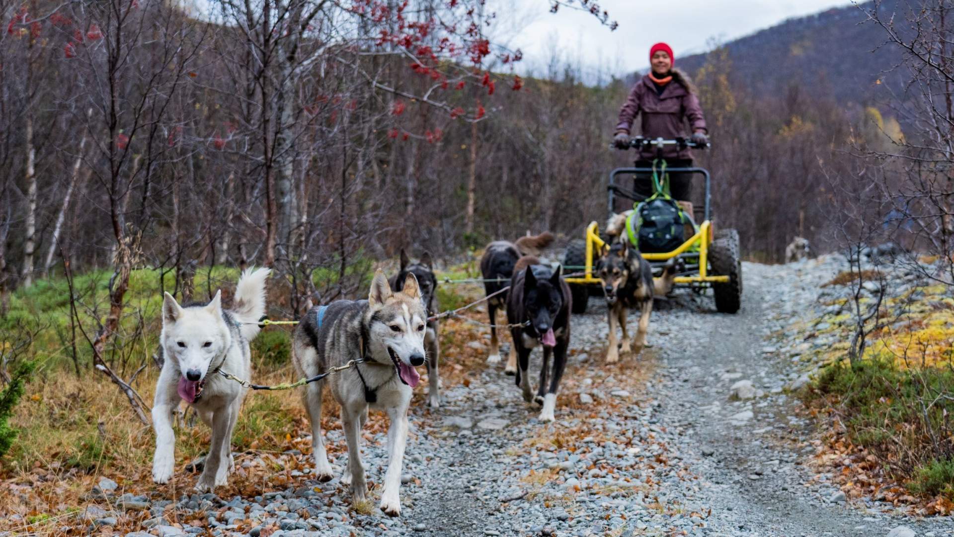 Hundeschlittenfahrt auf Rädern im Herbst - Lyngen Outdoor Experiences
