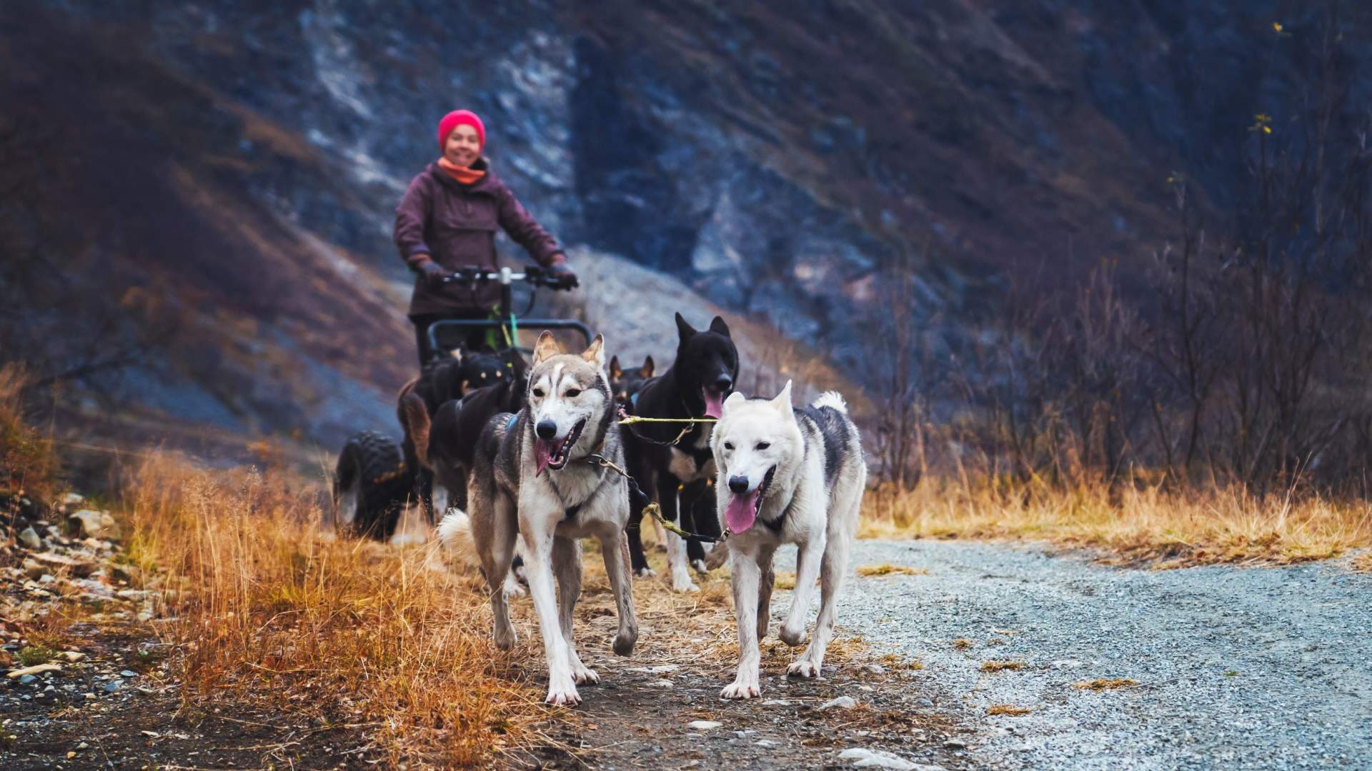 Hundeschlittenfahrt auf Rädern im Herbst - Lyngen Outdoor Experiences