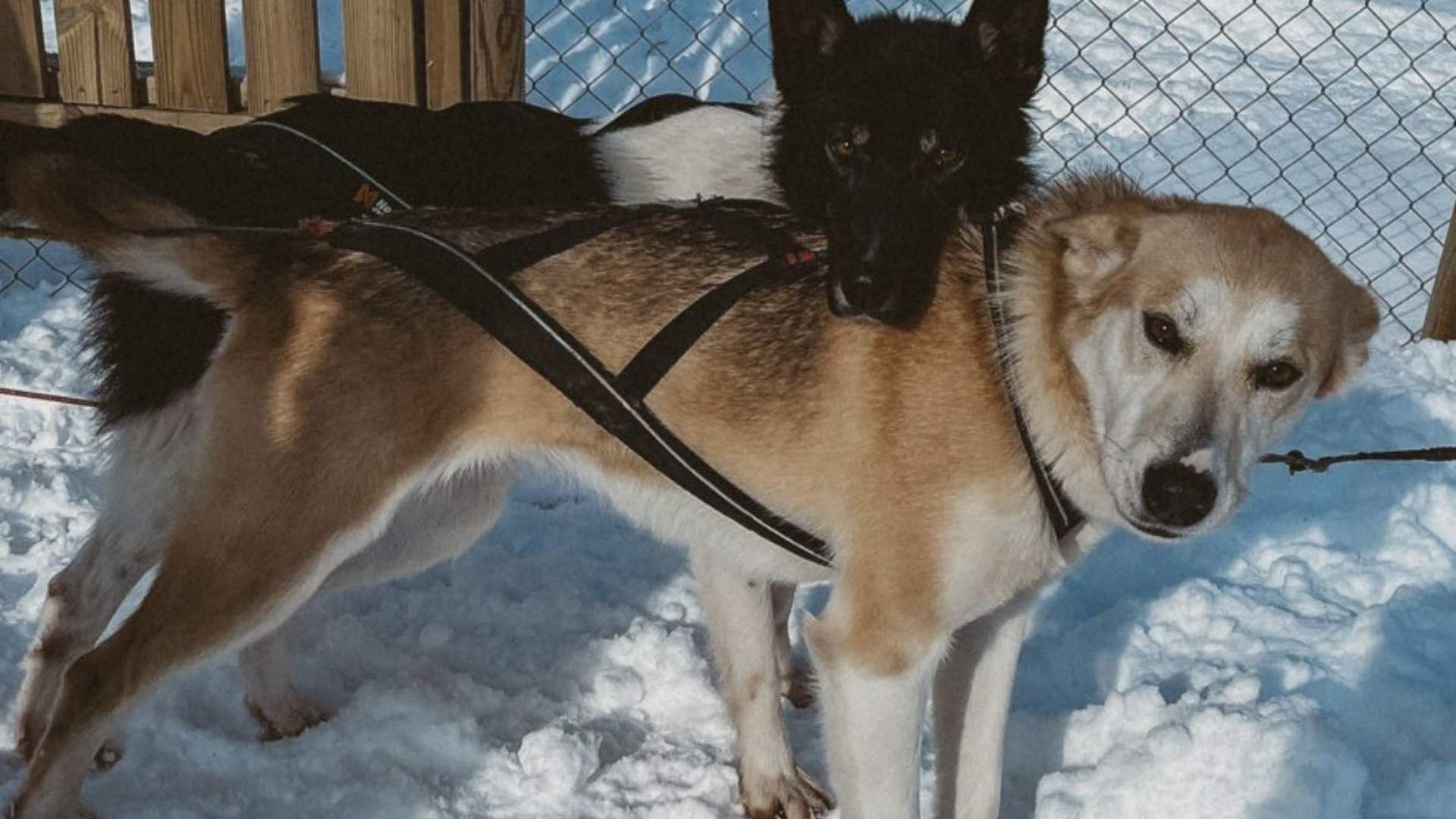 Hundekjøring dagstur