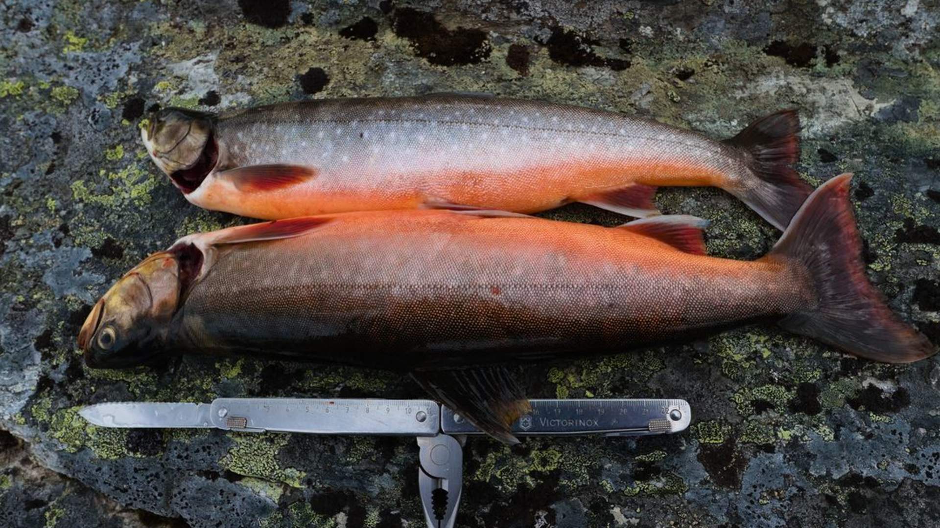 Kayak Fishing with sit-on-top kayaks - Private tour
