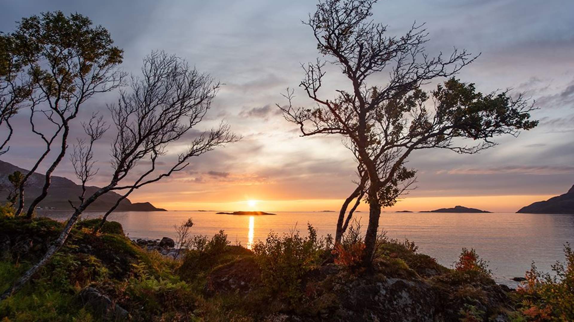Summer Night Campfire