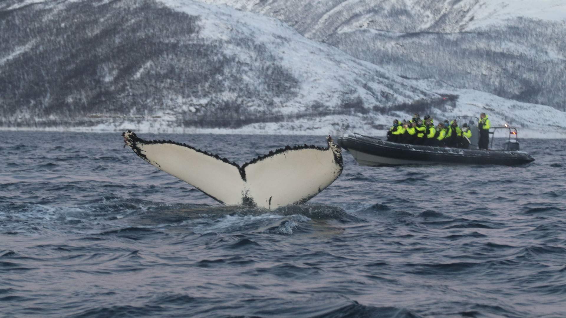 Whale Route Skjervøy