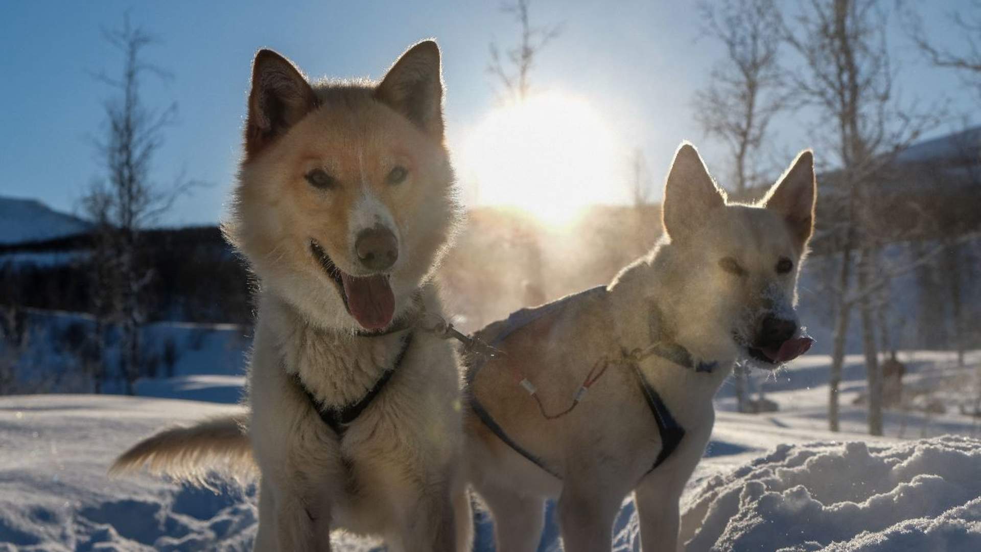 Tromsø Dog Sledding - afternoon