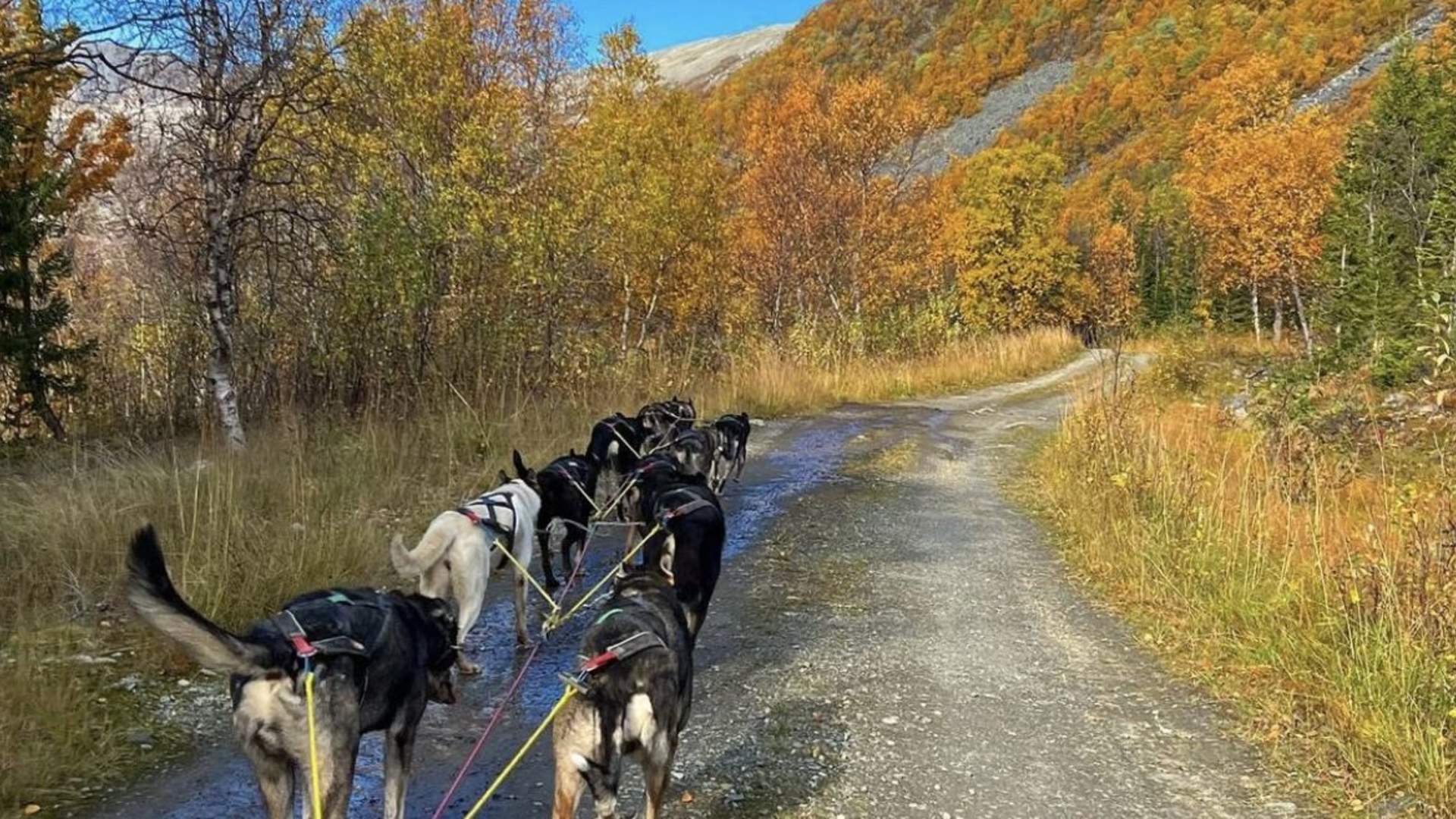 Dog sledding with wagons