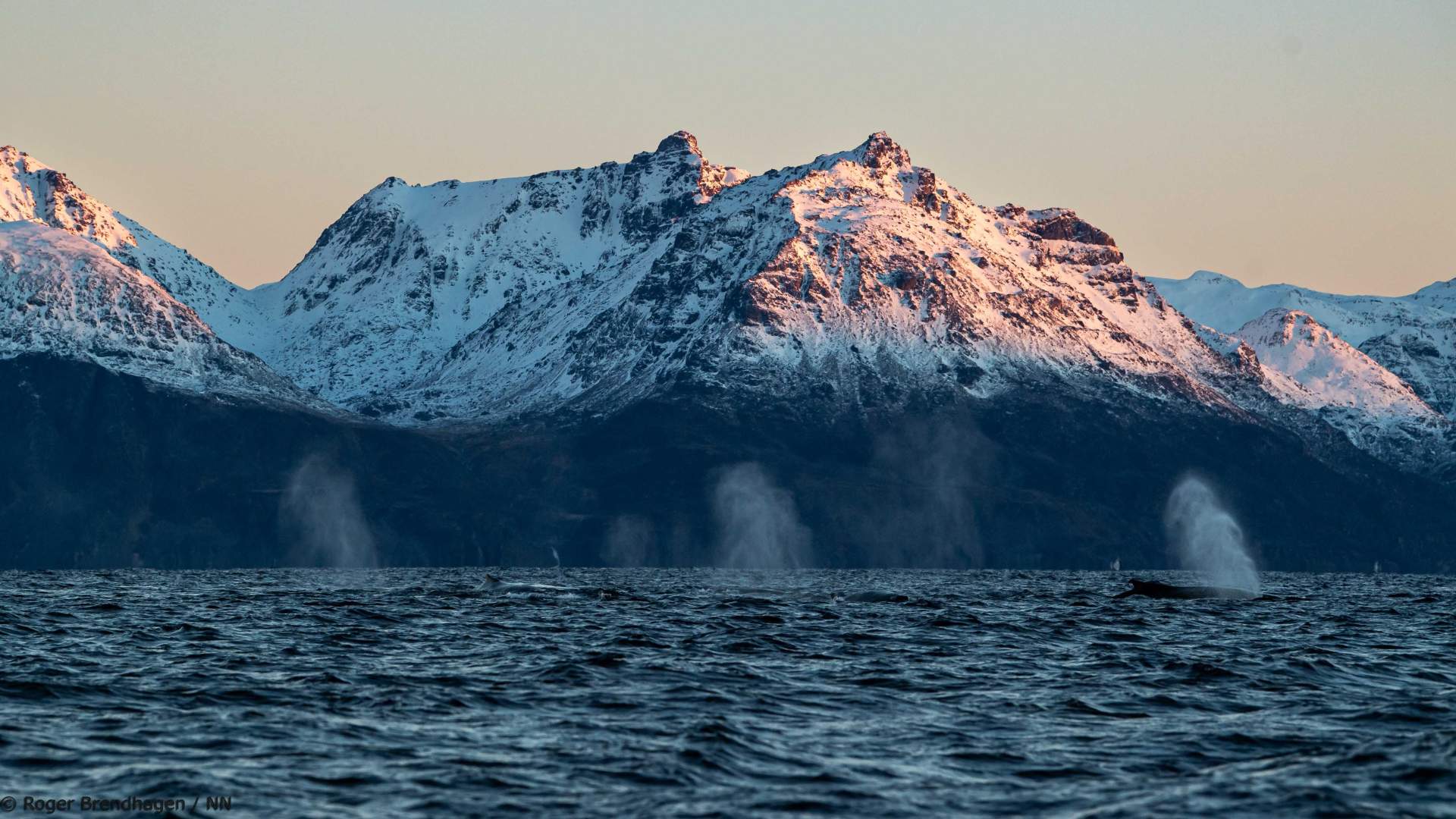 Overnight Northern Lights & Whale Watching Expedition