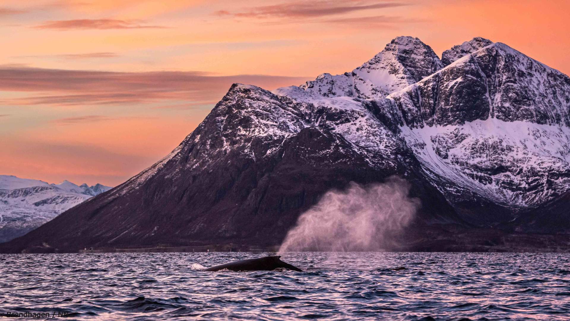 Overnight Northern Lights & Whale Watching Expedition
