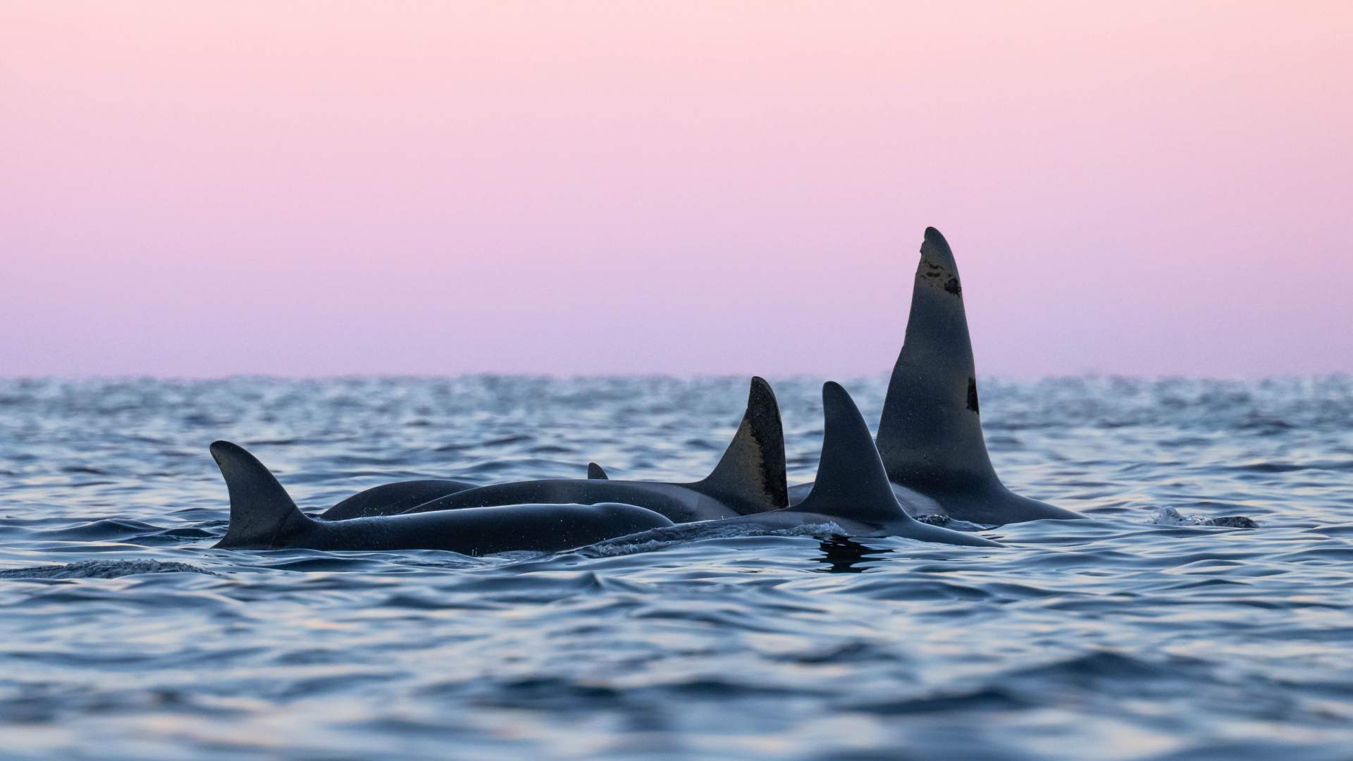 Overnight Northern Lights & Whale Watching Expedition