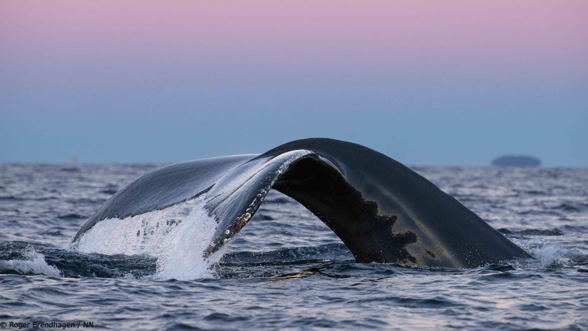Overnight Northern Lights & Whale Watching Expedition