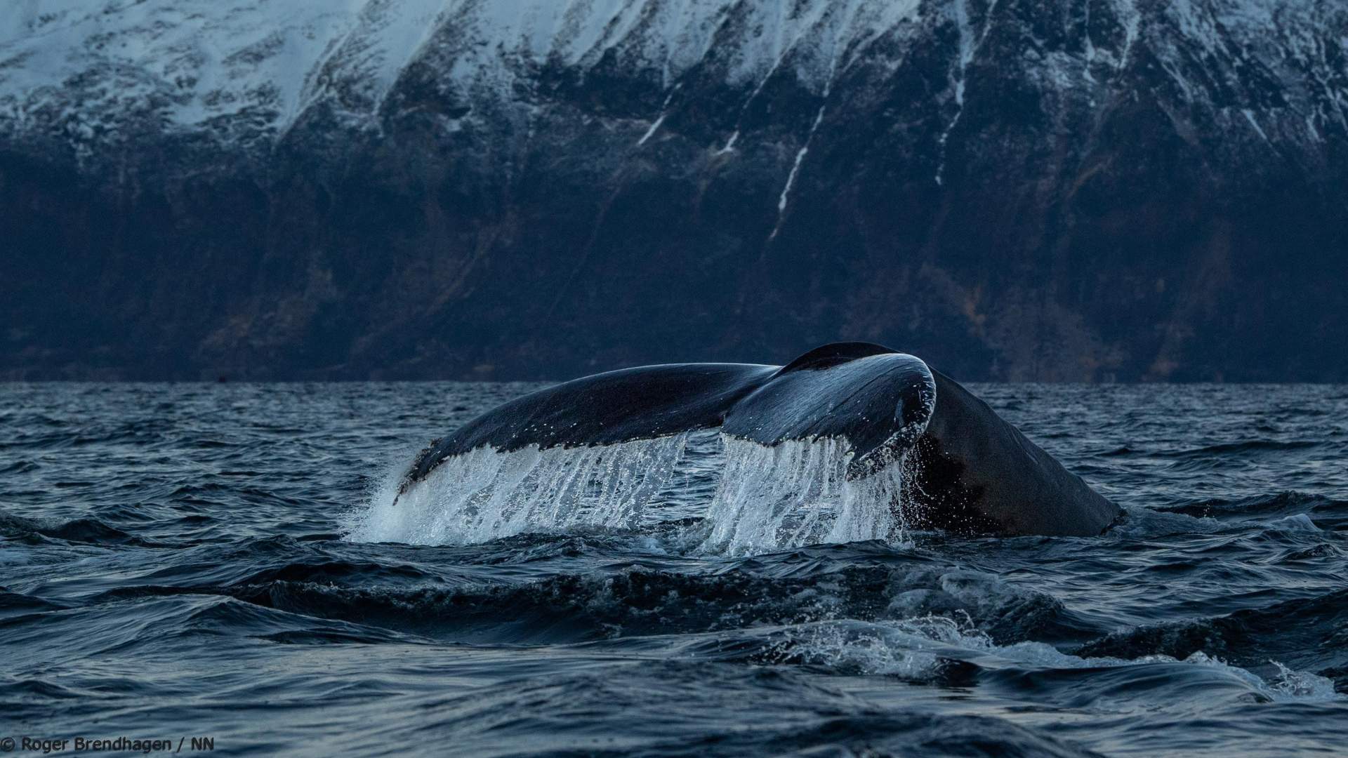 Overnight Northern Lights & Whale Watching Expedition