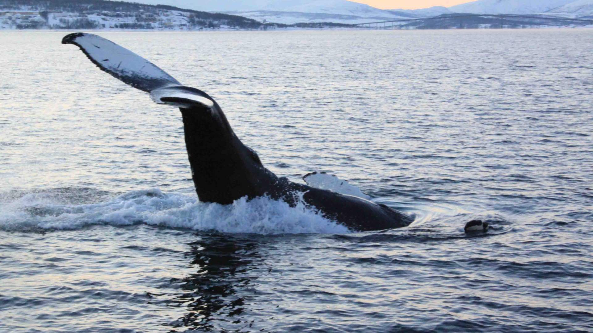 Polar hvalsafari fra Tromsø med båt