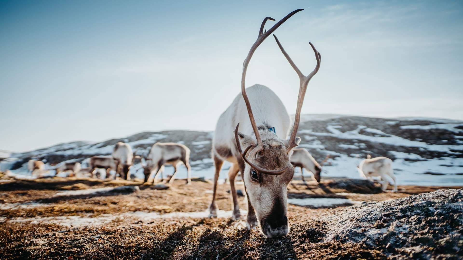 Arctic Fjords and Reindeer Experience &#8211; Small group tour