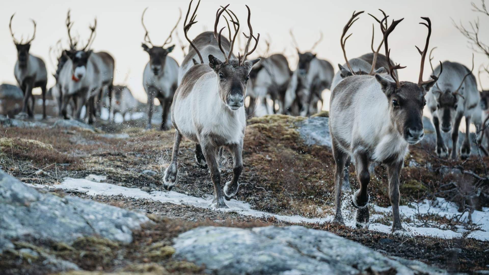 Arctic Fjords and Reindeer Experience &#8211; Small group tour