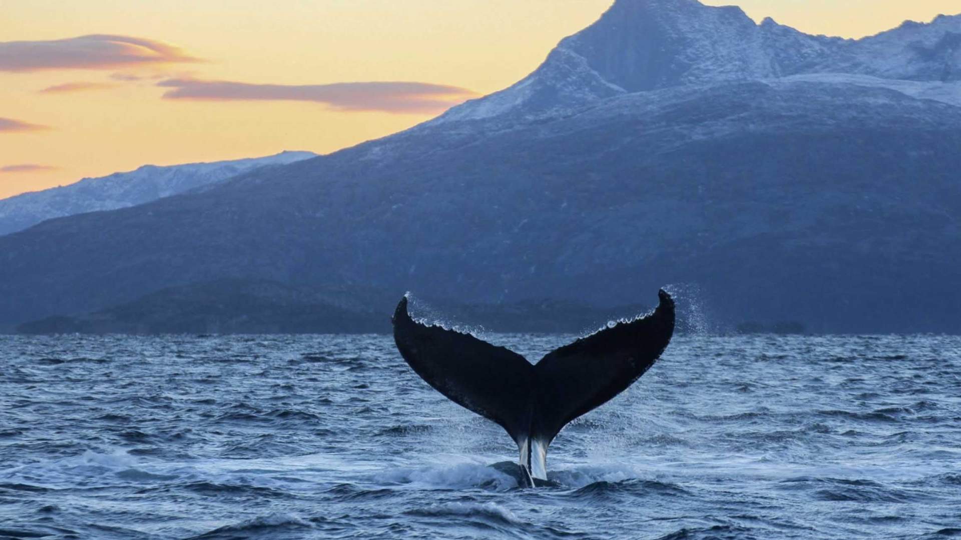 Whale Watching Tromso &#8211; Arctic RIB Safari in Skjervoy (Self-Arrival)
