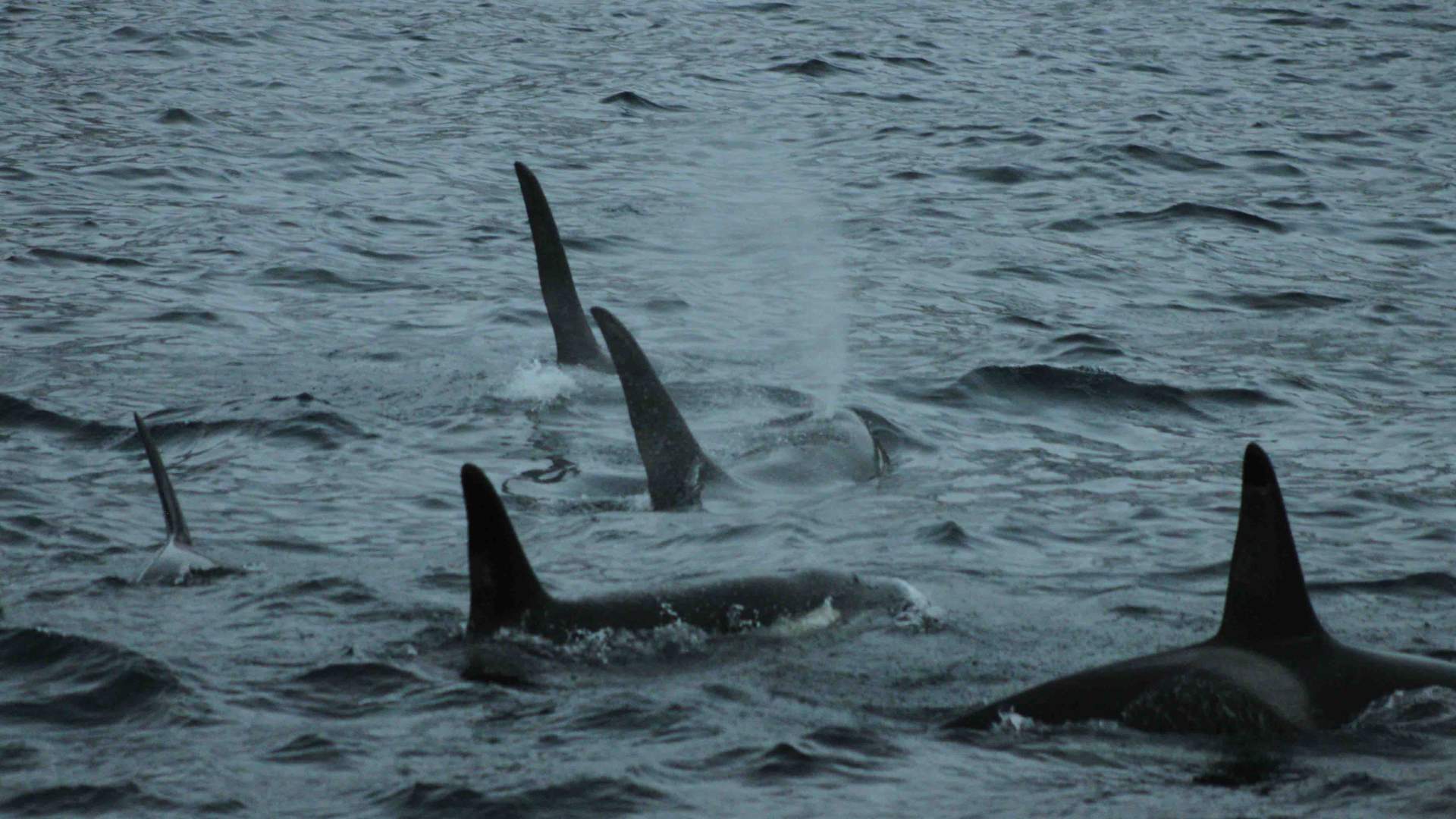 Polar hvalsafari fra Tromsø med båt