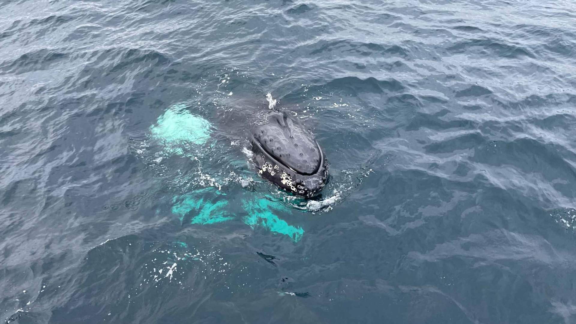 Polar hvalsafari fra Tromsø med båt