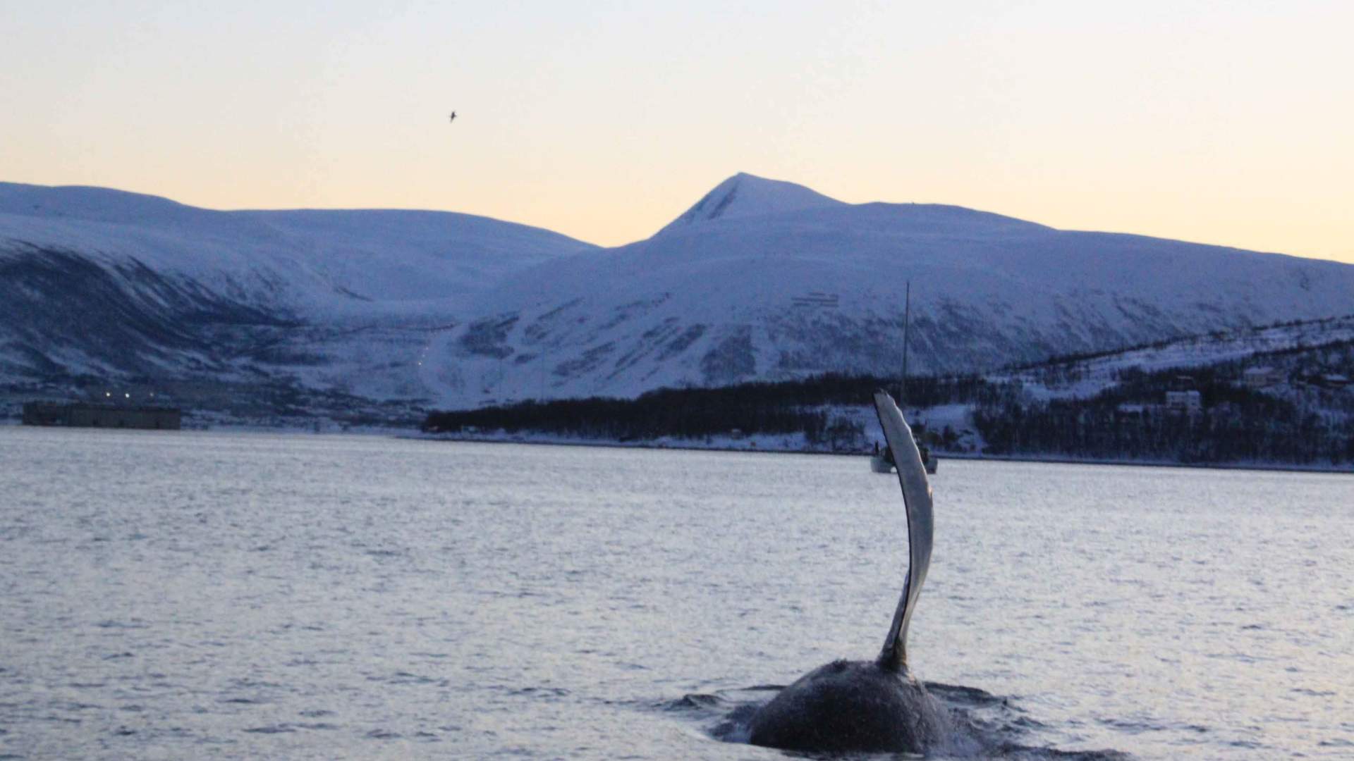 Polar hvalsafari fra Tromsø med båt