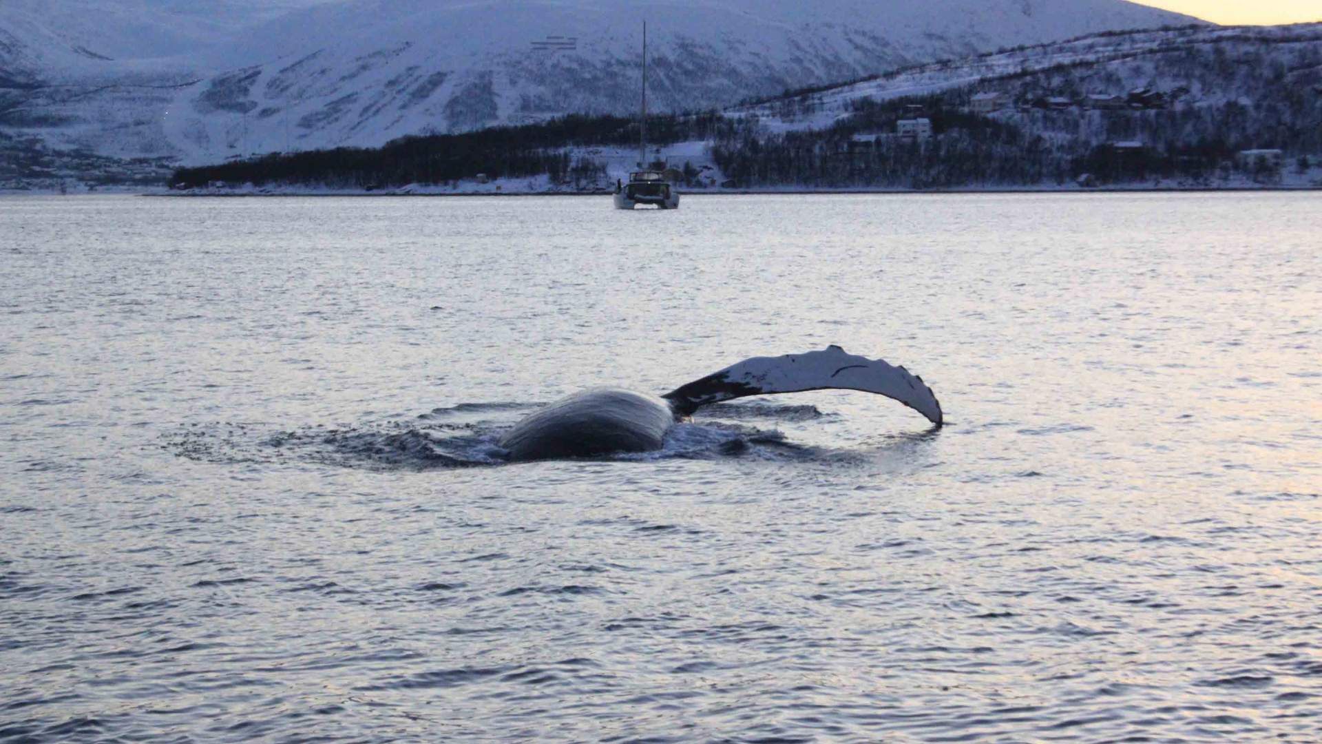 Polar hvalsafari fra Tromsø med båt