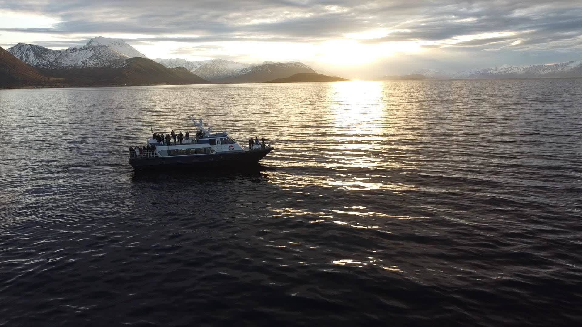 Polar hvalsafari fra Tromsø med båt