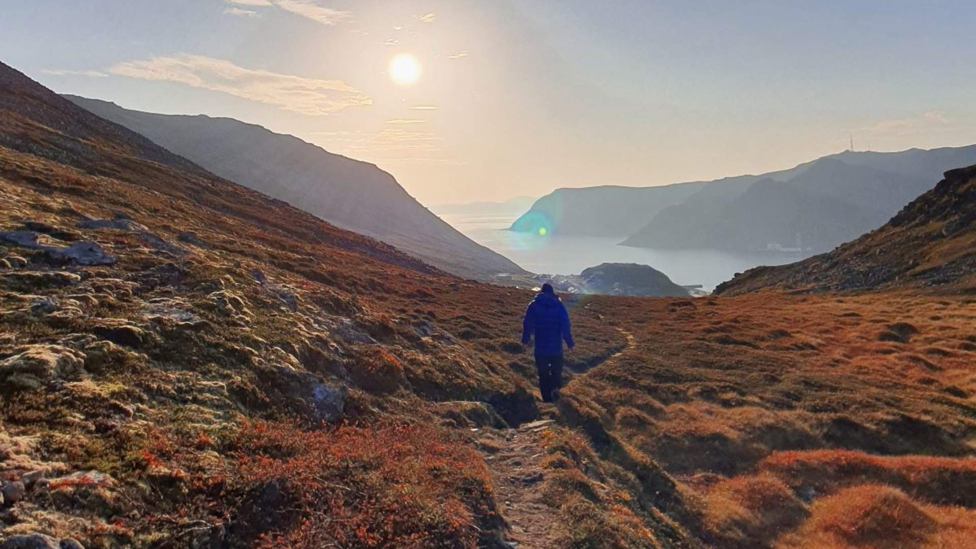 Arktisk planteliv - Nordkapp Edition