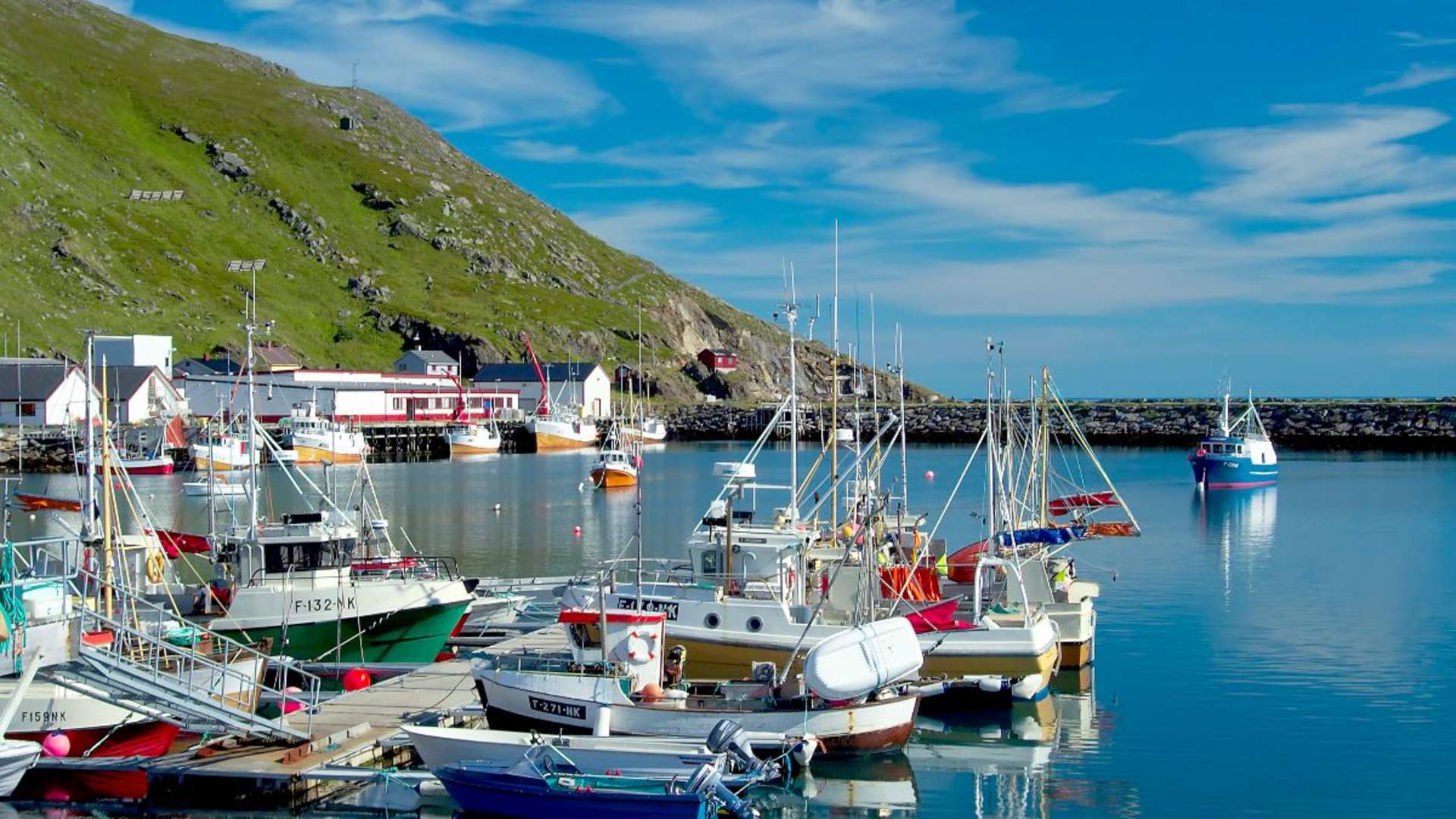 Arktisk planteliv - Nordkapp Edition