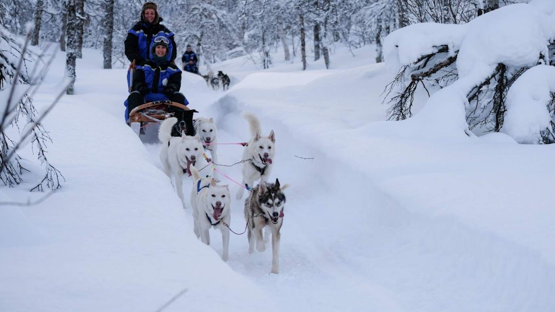 Husky Safari with Harkinn Husky - Afternoon