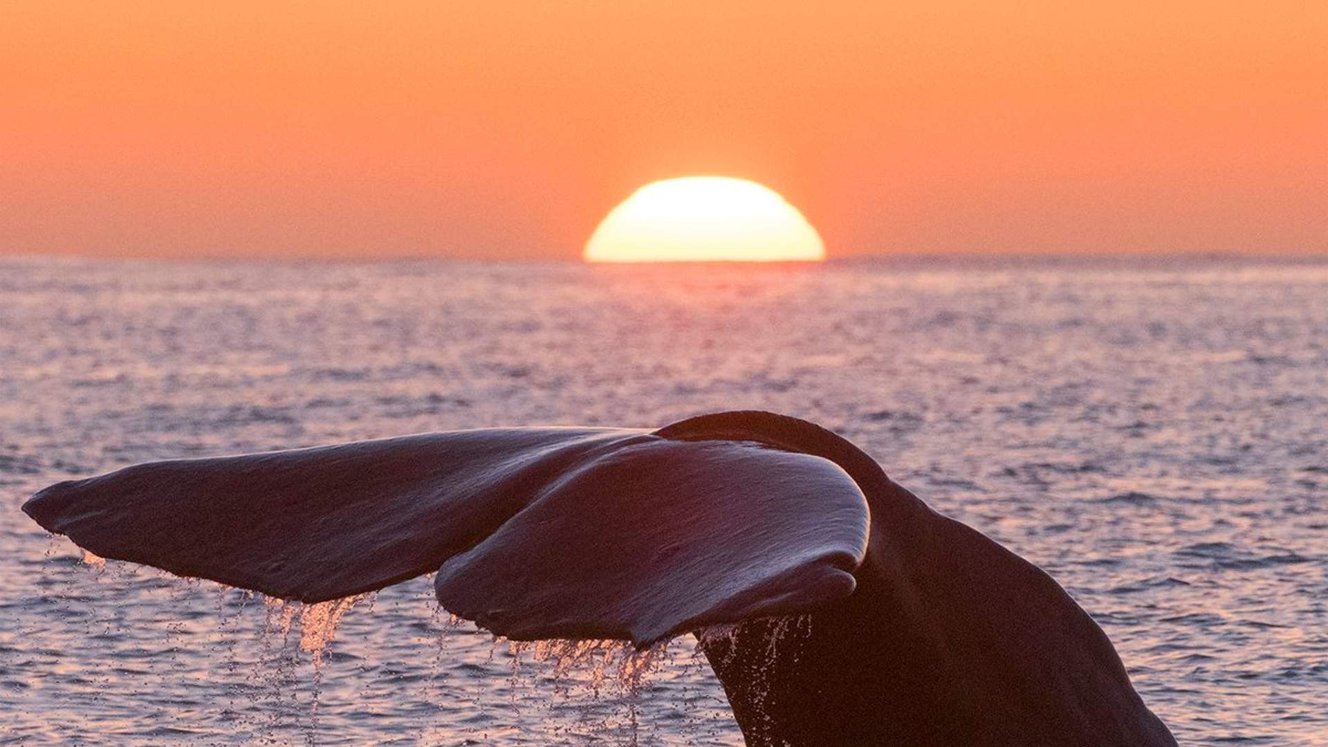 Whale-Watching at Andenes from Svolvær with Arctic Route