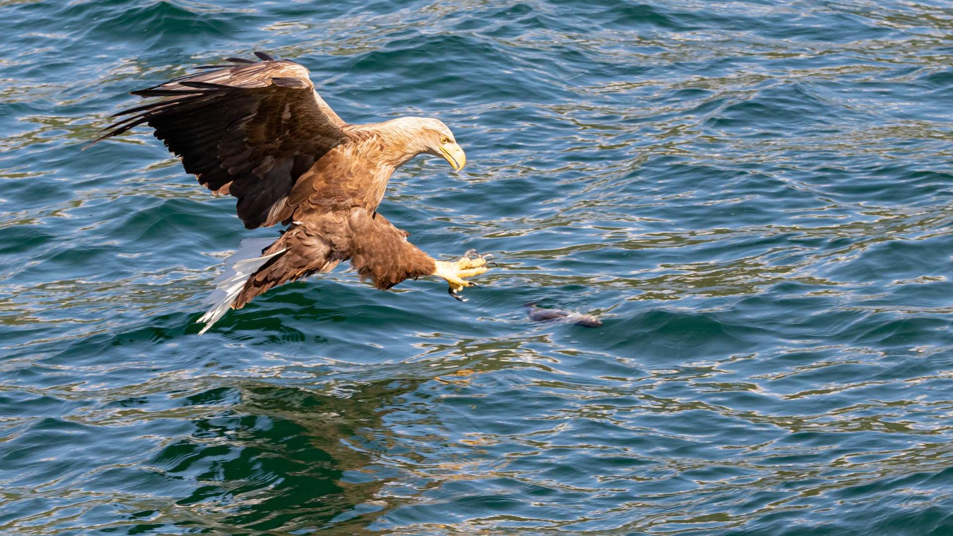 Polar fjord- og fisketur fra Tromsø med båt