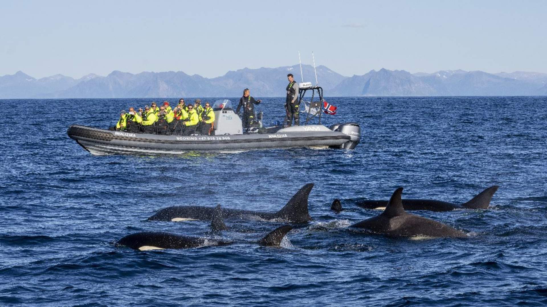 Whale-Watching at Andenes from Svolvær with Arctic Route