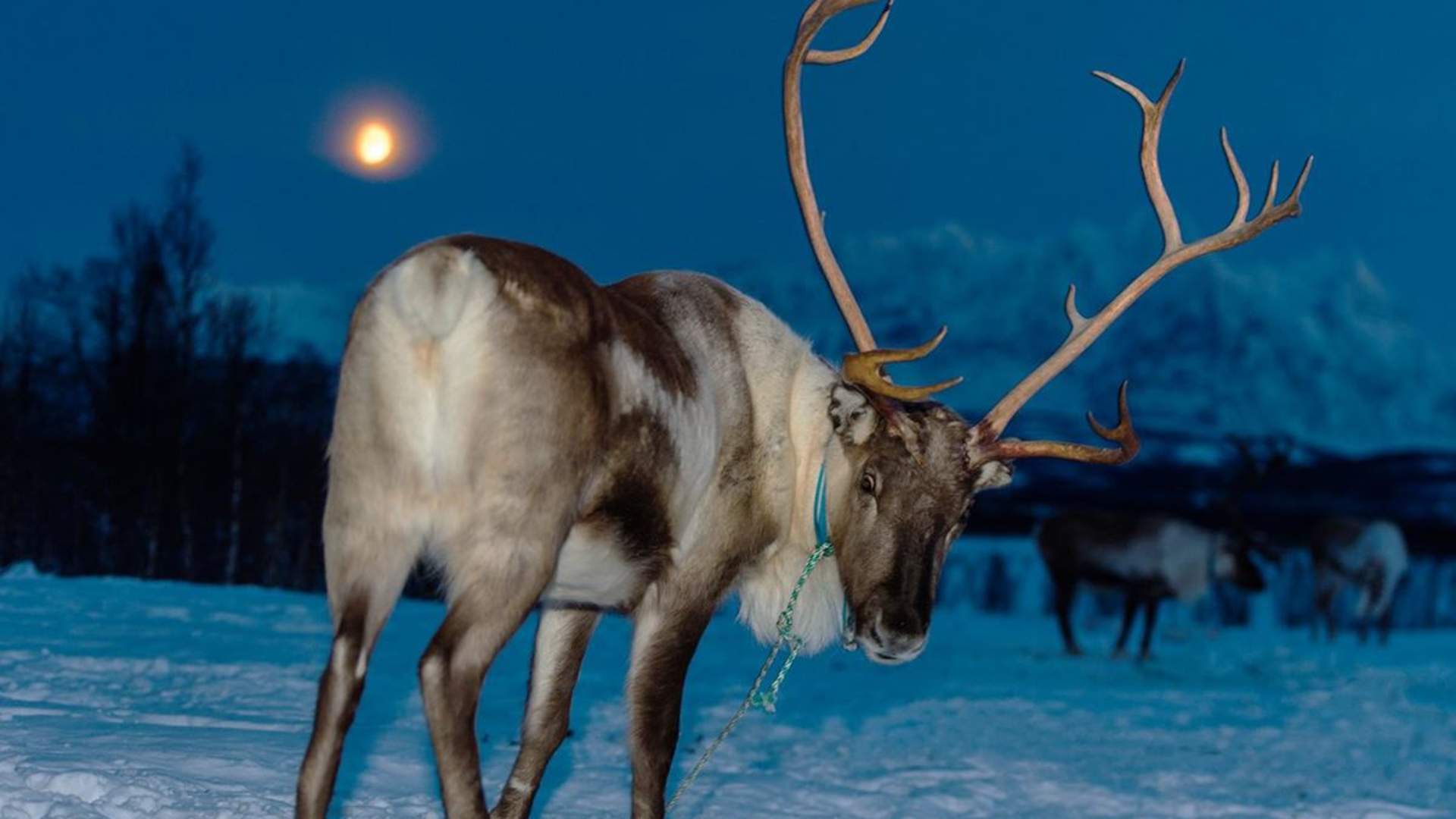 Reindeer Feeding and Chance of Northern Lights