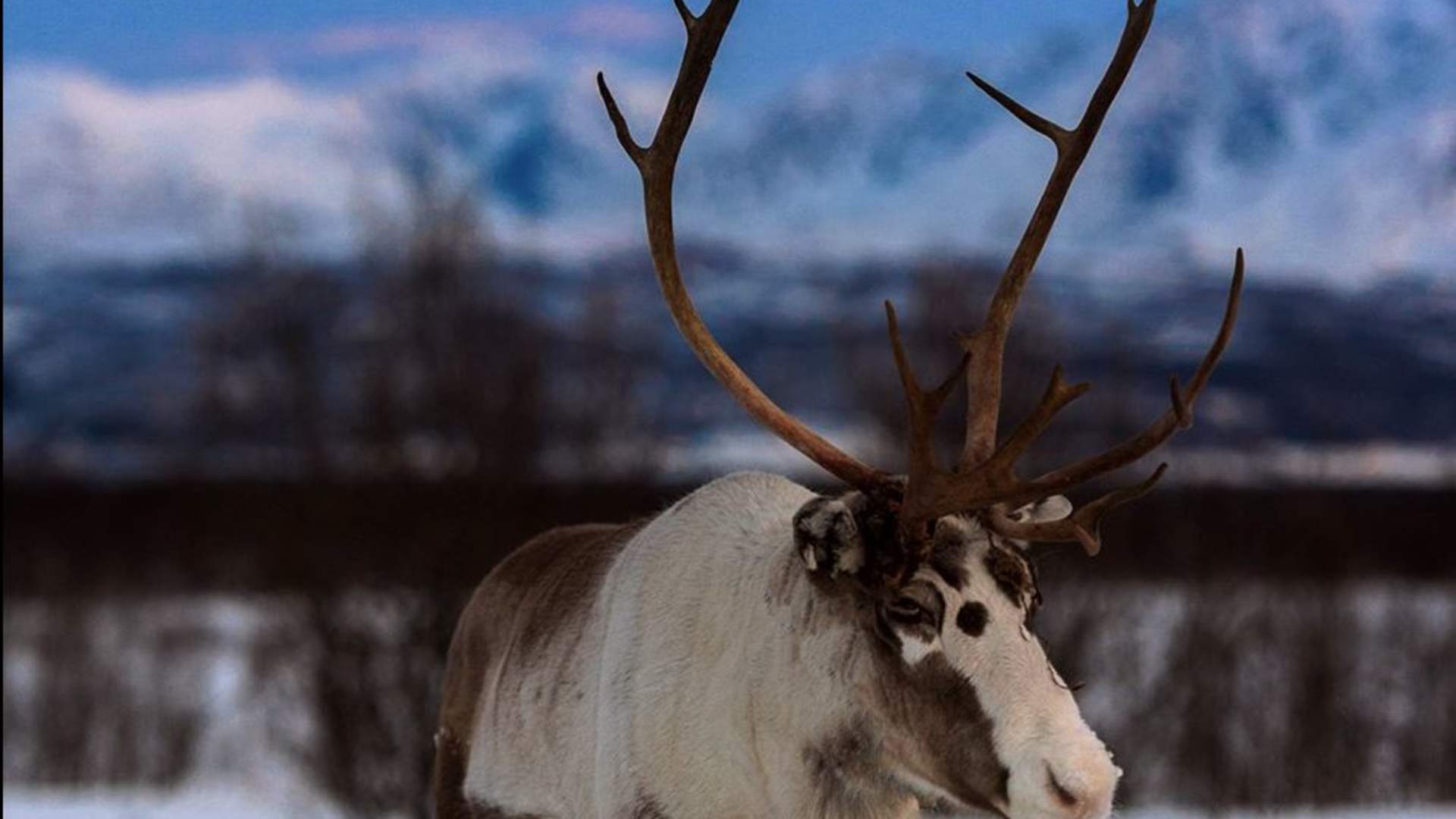Reindeer Feeding and Chance of Northern Lights