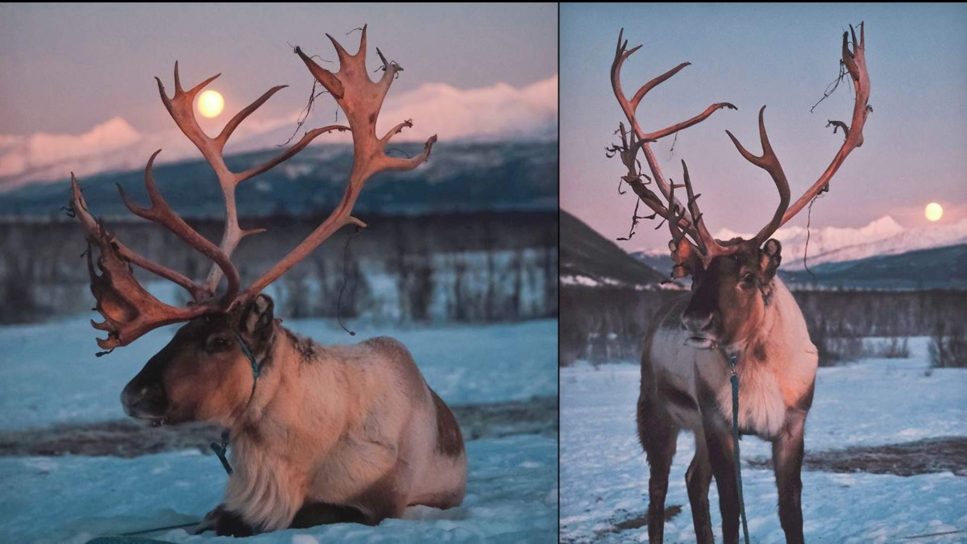 Overnight in Lavvu and Reindeer Feeding with Chance of Northern Lights
