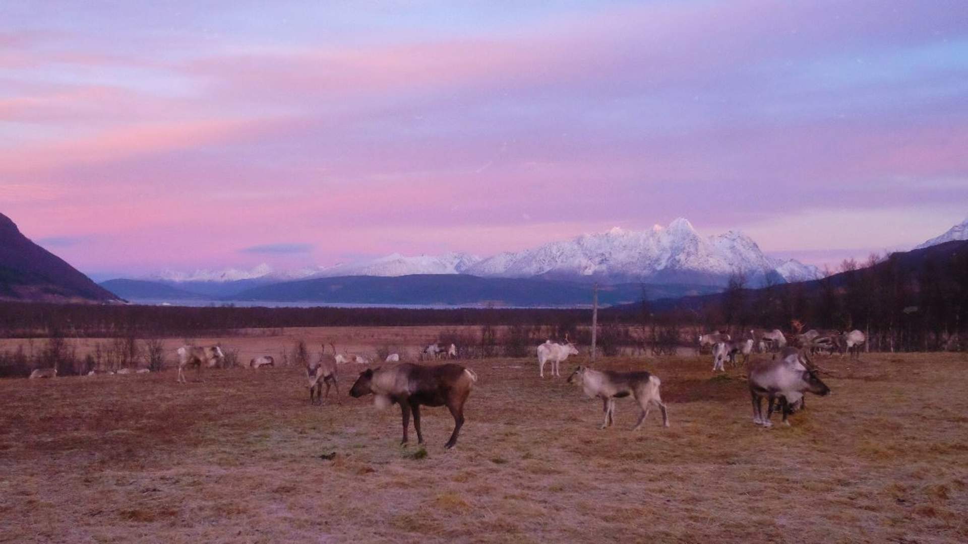 Overnight in Lavvu and Reindeer Feeding with Chance of Northern Lights