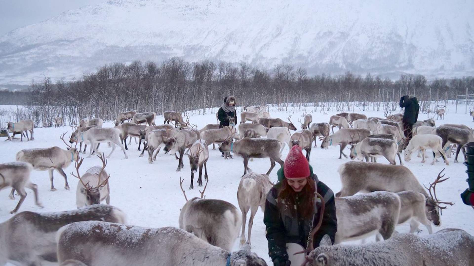 Reindeer Feeding and Sami Culture (1 PM departure)