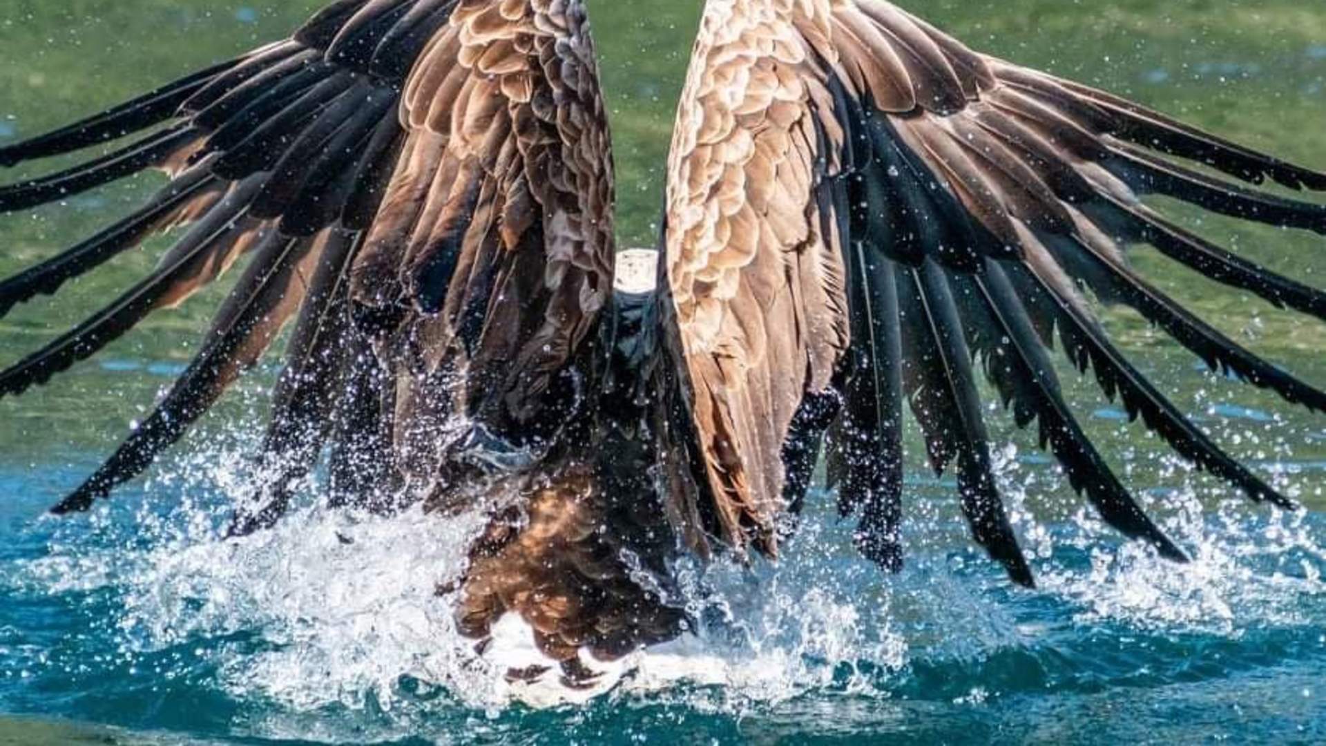 Eagle safari from Stokmarknes with RIB 68° Nord