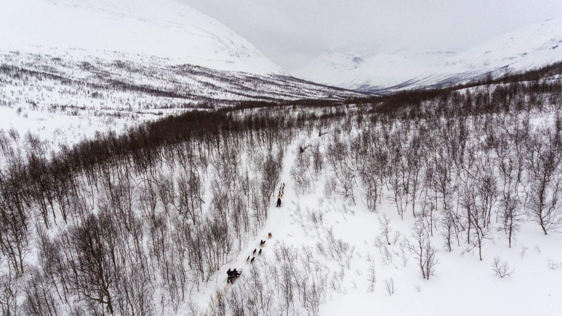 Advanced Dog Sledding Daytime - Incl. Transport
