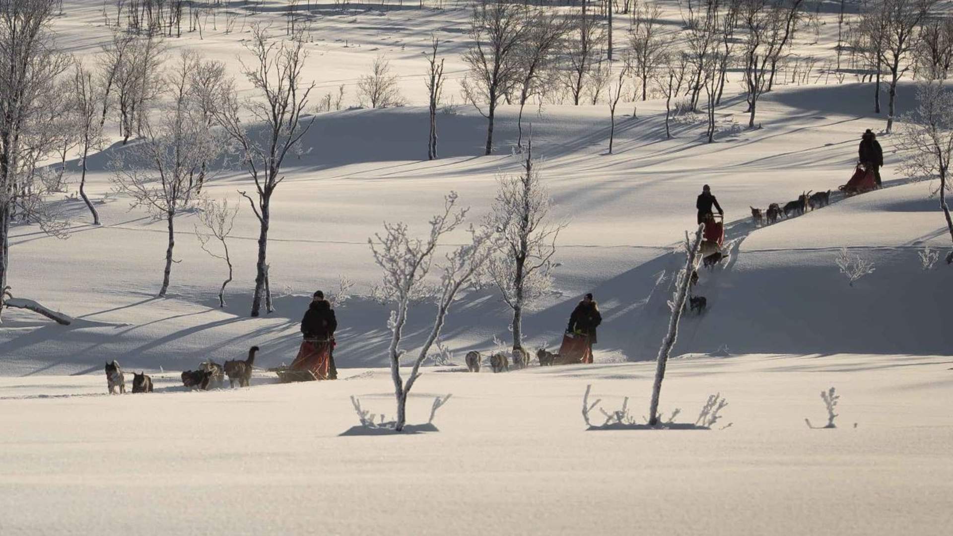 Dog Sledding Adventure - Small Group