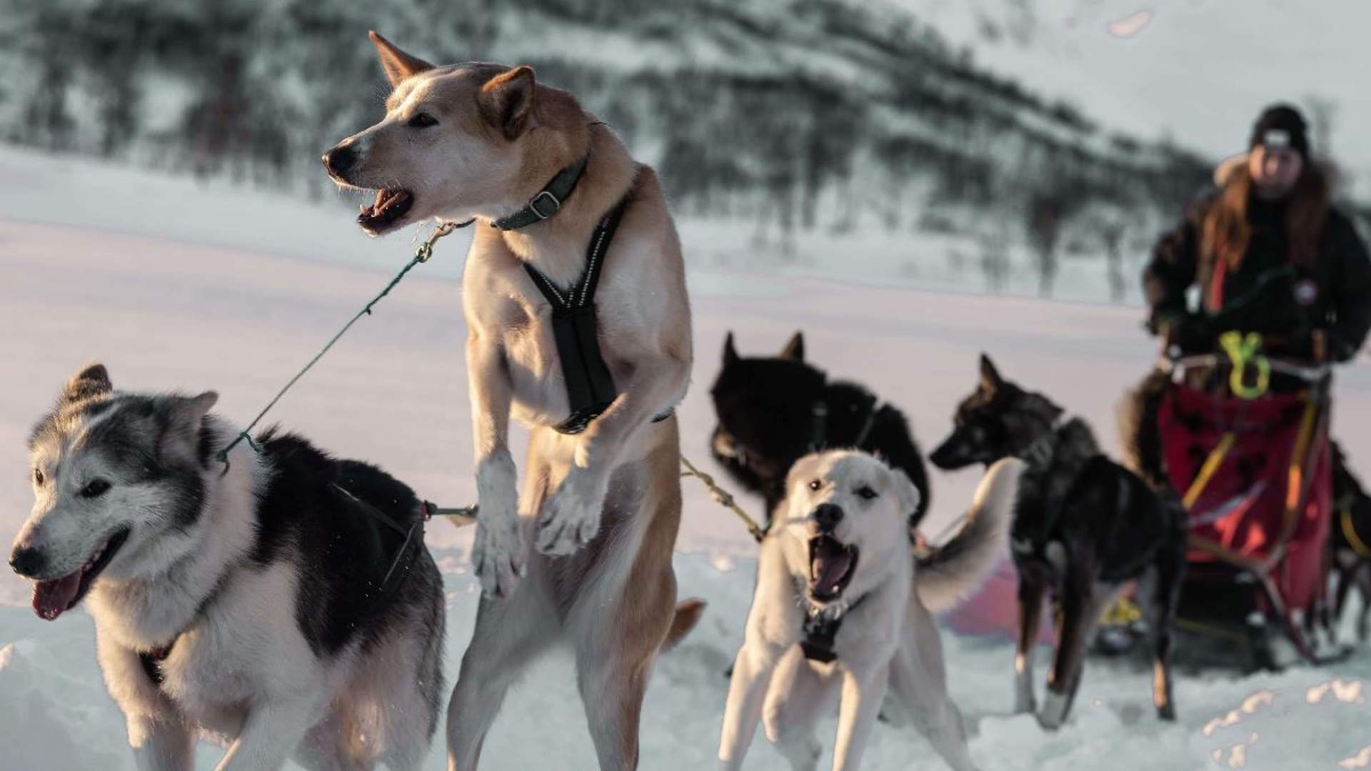 Dog Sledding Adventure - Small Group