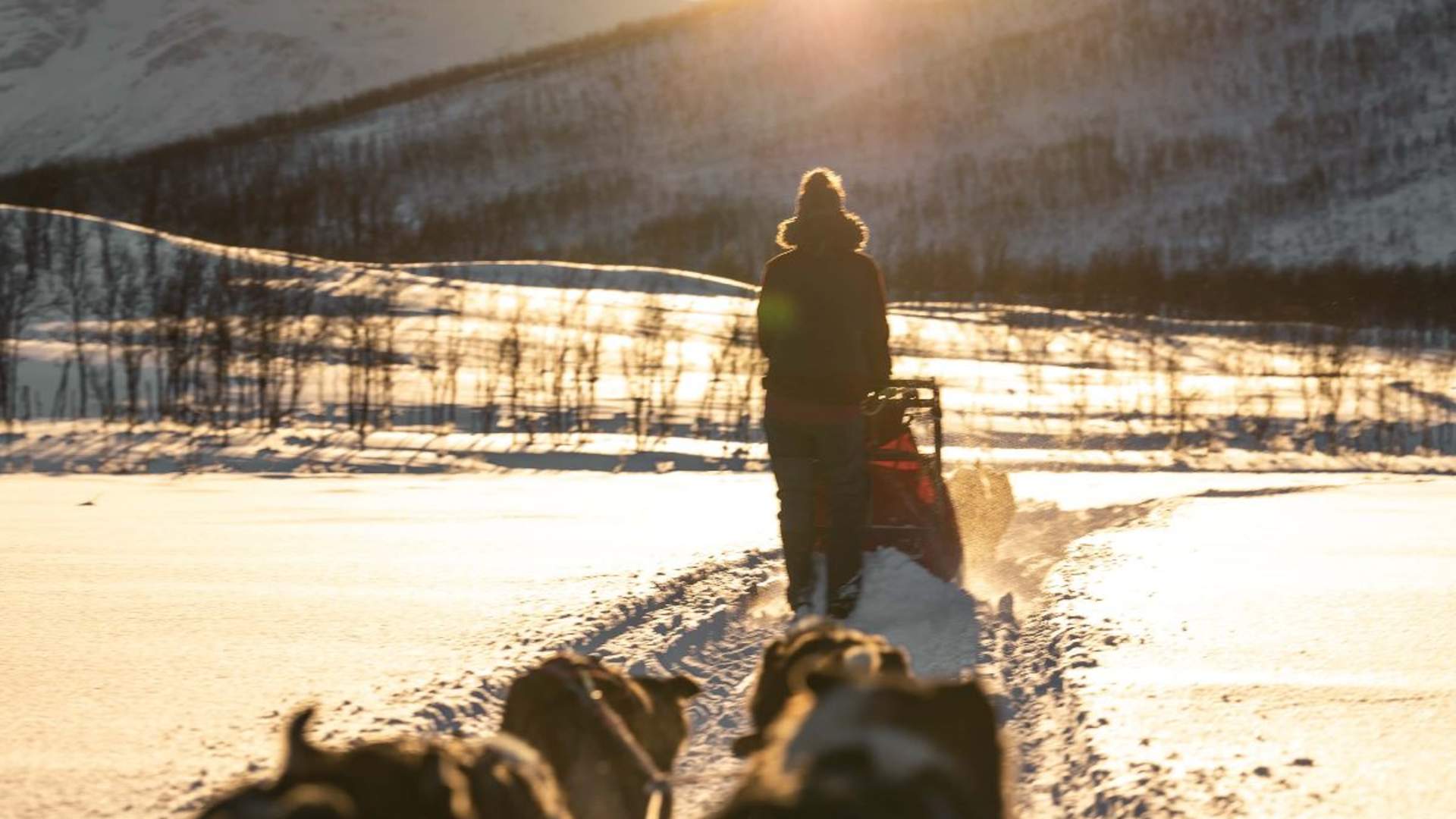 Dog Sledding Adventure - Small Group