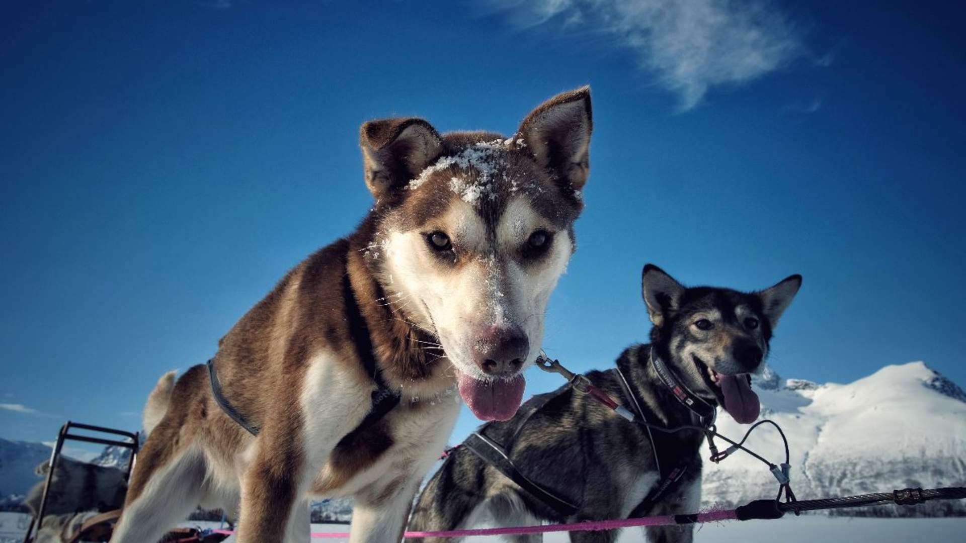 Tromsø Dog Sledding - morning