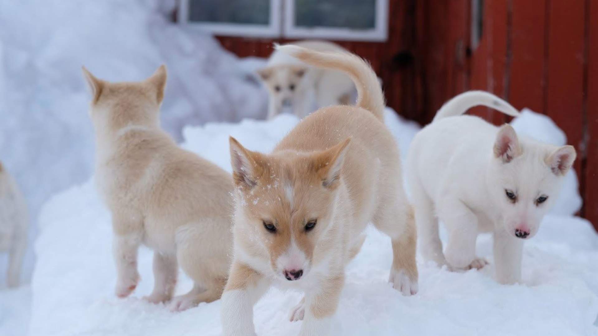 Tromsø Dog Sledding - morning