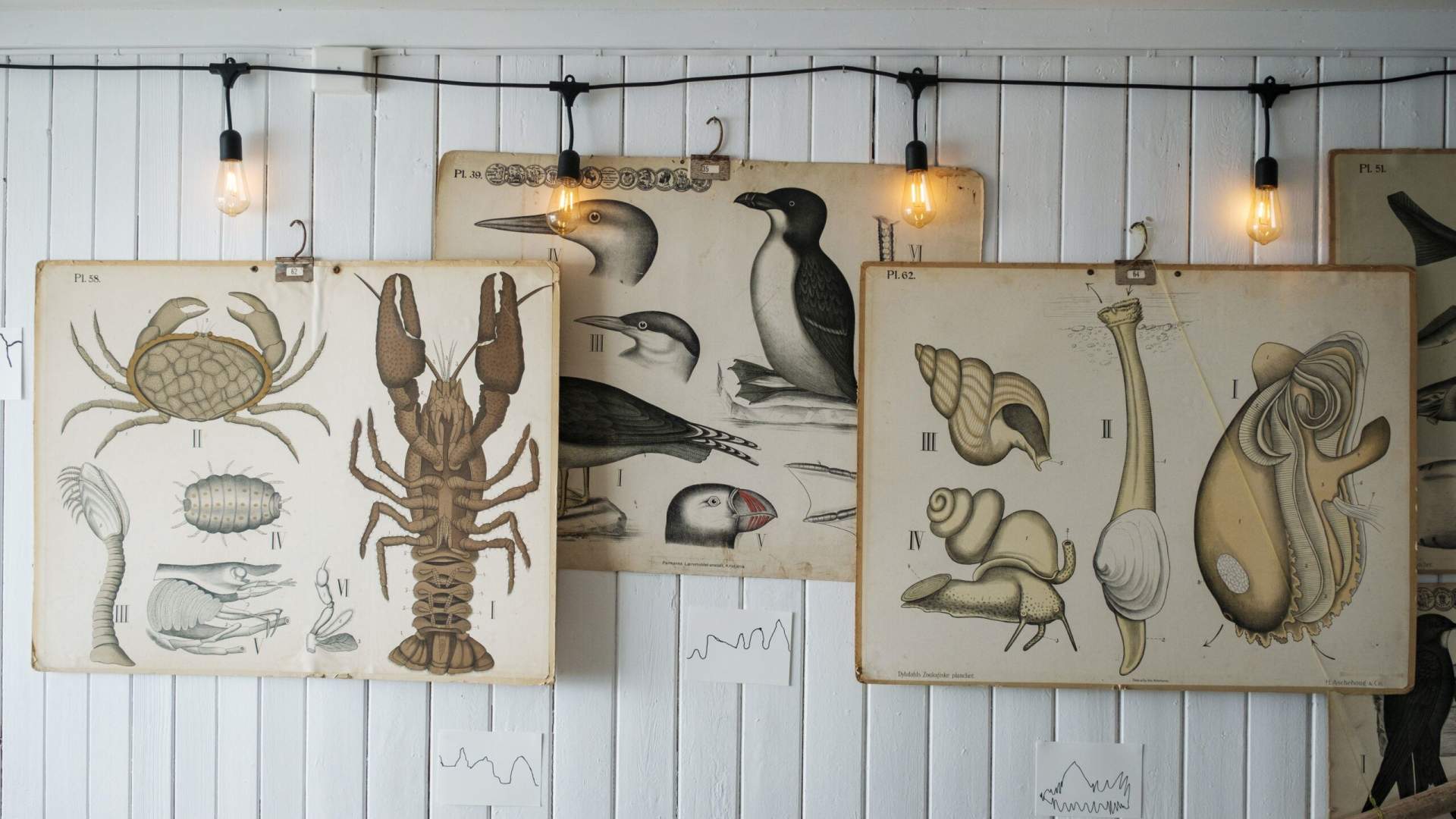 Charming coffee bar in Træna