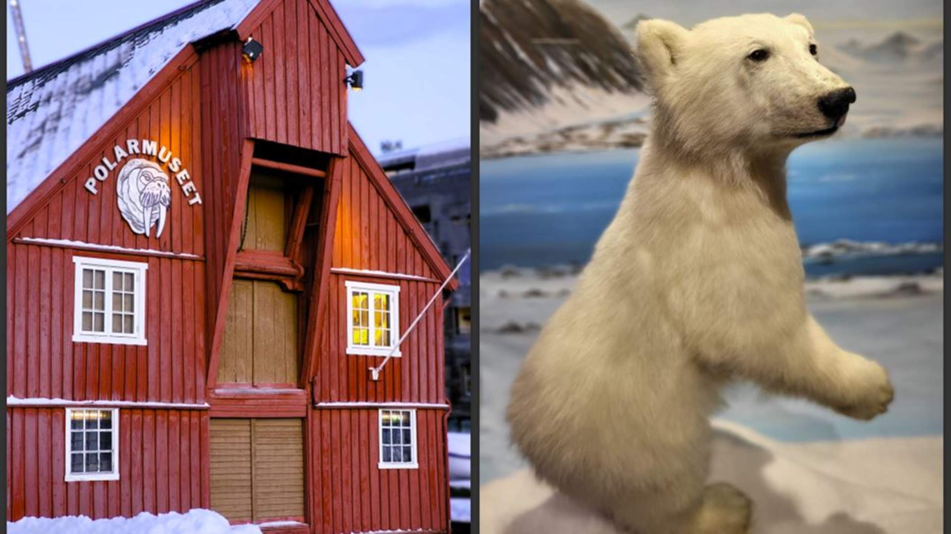 Introduction to Tromsø - Polar bear discovery walk