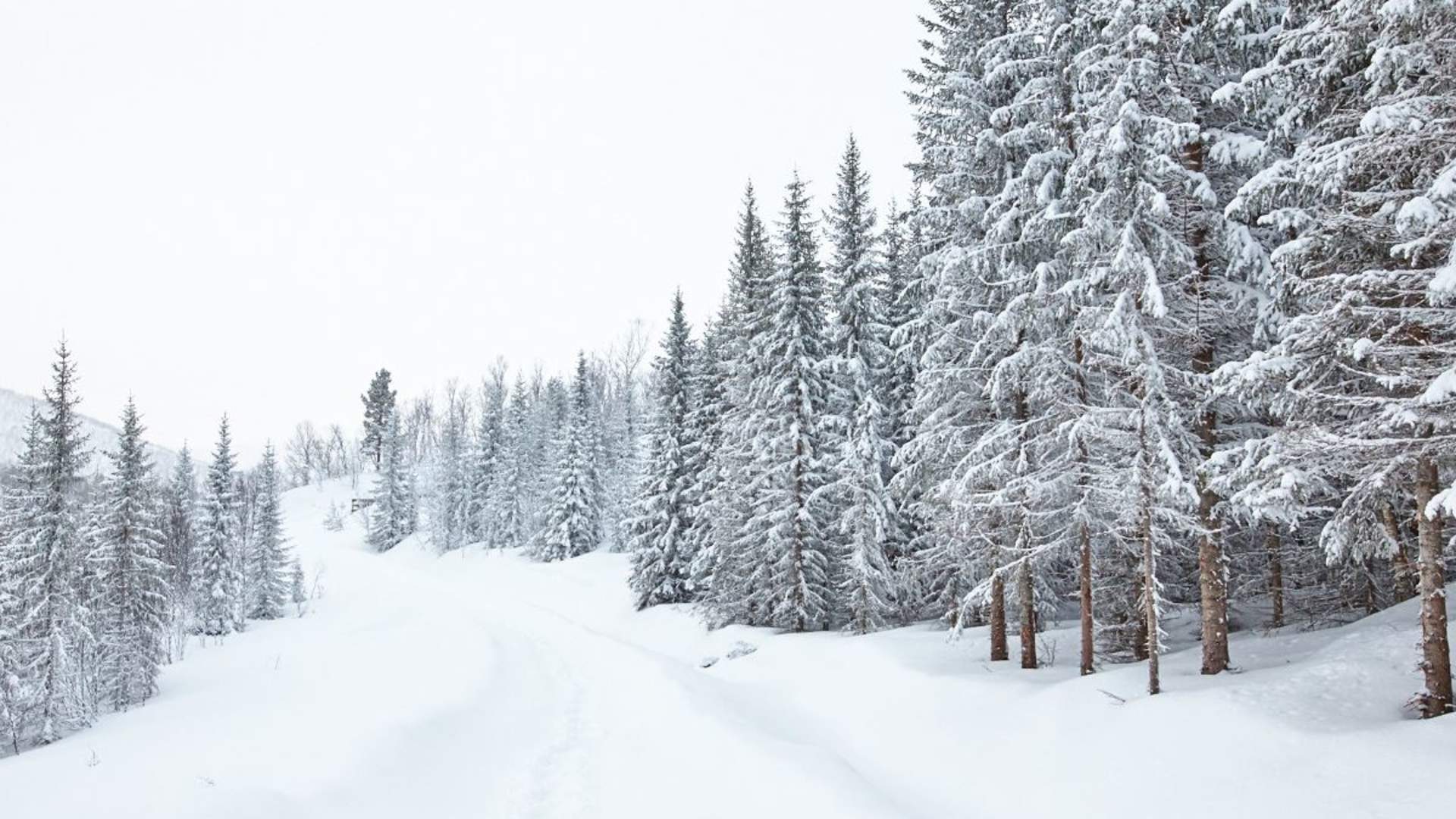 Arktisk skogseventyr på Elvegård